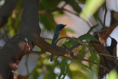 Cyornis tickelliae