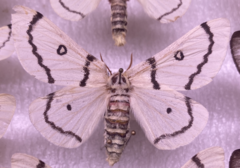 Hemileuca burnsi