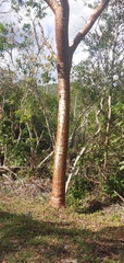 Burseraceae