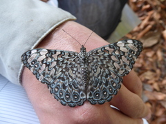 Hamadryas
