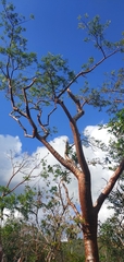 Burseraceae