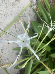 Hymenocallis littoralis