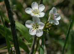 Claytonia lanceolata