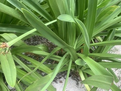 Hymenocallis littoralis