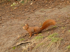Sciurus vulgaris