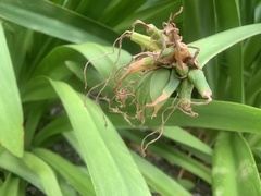 Hymenocallis littoralis