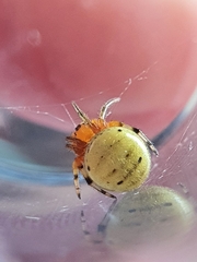 Neoscona rufipalpis
