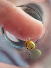 Neoscona rufipalpis