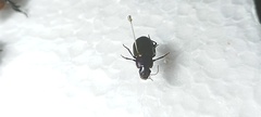 Neoaulacoryssus speciosus