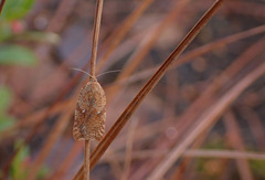 Acleris notana
