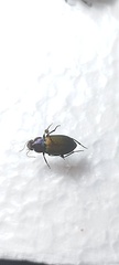 Neoaulacoryssus speciosus