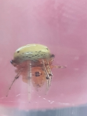 Neoscona rufipalpis