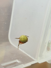 Neoscona rufipalpis