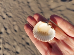 Acanthocardia echinata