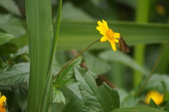 Vehilius stictomenes