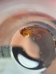 Neoscona rufipalpis