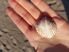 Acanthocardia echinata