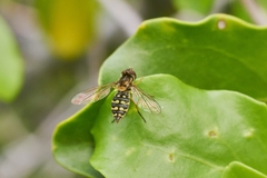 Toxomerus vertebratus