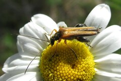 Oedemera podagrariae