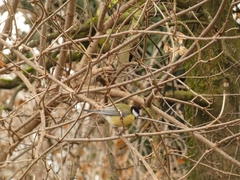 Parus major