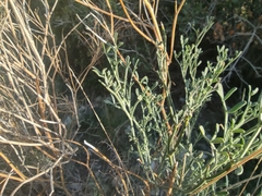 Coronilla juncea