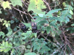 Hypericum hookerianum