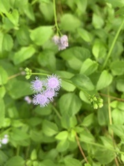 Ageratum maritimum