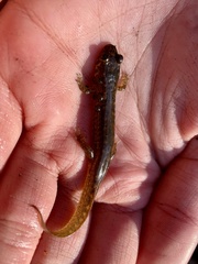 Desmognathus amphileucus
