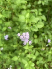 Ageratum maritimum