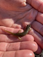 Desmognathus amphileucus