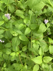 Ageratum maritimum
