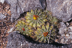 Ferocactus echidne echidne
