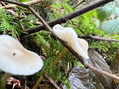 Strobilurus conigenus