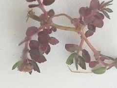 Euphorbia ophthalmica