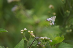 Hemiargus hanno