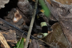 Oxyrhopus petolarius