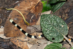 Oxyrhopus petolarius