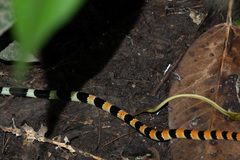 Oxyrhopus petolarius