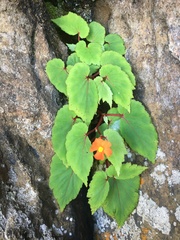 Begonia sutherlandii