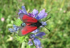 Zygaena purpuralis