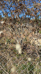 Clematis drummondii