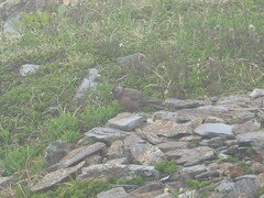 Leucosticte tephrocotis