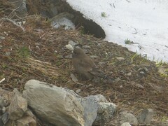 Leucosticte tephrocotis