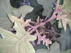 Solanum torvum