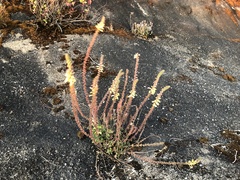 Orobanchaceae