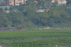 Bubulcus ibis