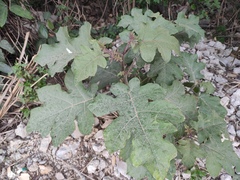 Solanum torvum
