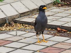 Acridotheres javanicus