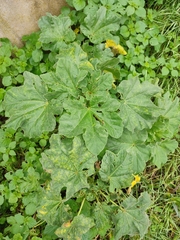 Malva arborea