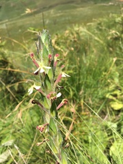 Zaluzianskya microsiphon